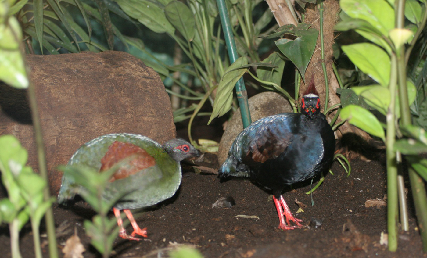 Crested partridge Zoo Barcelona